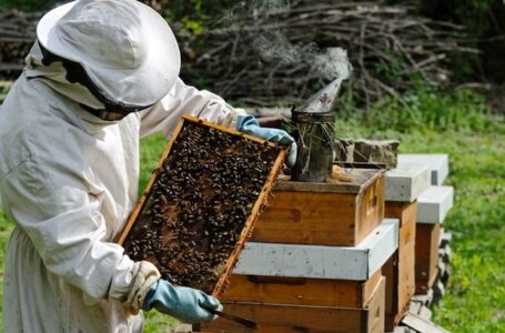 وزير الزراعة يؤكد اهتمام الدولة بالنهوض بصناعة عسل النحل وحل مشاكل النحالين