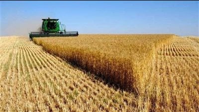 بيان وزارة الزراعة الروسية يعلن خفض أسعار تصدير القمح