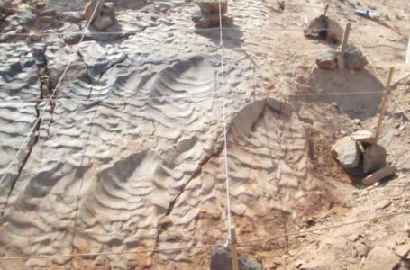 اكتشاف أول آثار أقدام للديناصورات بالصحراء الشرقية بمصر