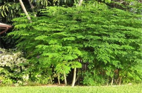 اكتشاف مصري فريد من نوعه شجرة مصرية تعالج 300 مرض وتحافظ على سلامة الكبد