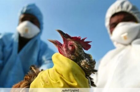 الكاميرون تعلن تفشي فيروس إنفلونزا الطيور H5N1 عقب انتهاء كأس الأمم الإفريقية