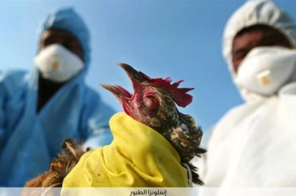 الكاميرون تعلن تفشي فيروس إنفلونزا الطيور H5N1 عقب انتهاء كأس الأمم الإفريقية