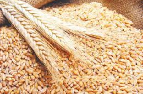 أسعار القمح والذرة الأمريكية تنخفض وسط آمال في وقف إطلاق النار في أوكرانيا