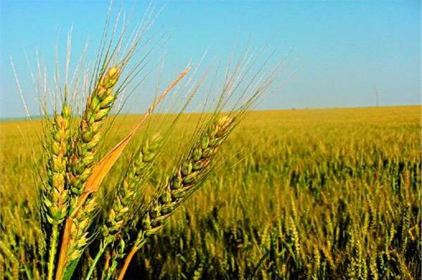 ألمانيا تساعد أوكرانيا في تصدير القمح بعد هجوم روسيا علي الصوامع
