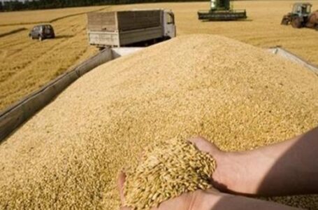 ارتفاع أسعار القمح محليا وعالميا اليوم
