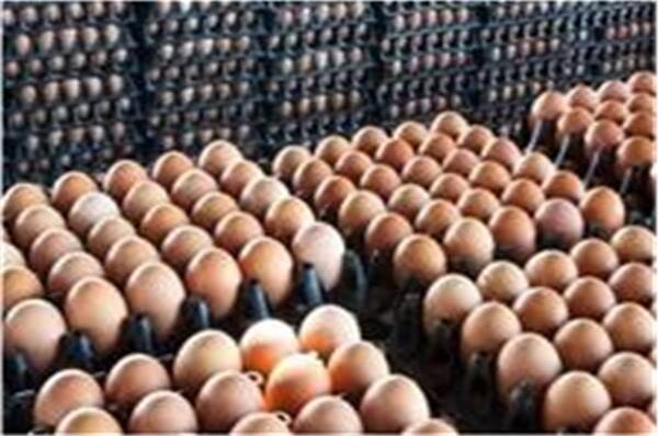 منافذ الزراعة تطرح الكرتونة بسعر 72 جنيها بعد استقرار أسعار البيض