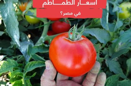السر وراء الارتفاع الجنوني في سعر الطماطم …. وغضب المواطنين