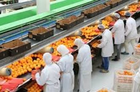 “الزراعة المصرية تتجه نحو التصدير الذكي: طفرة في صادرات المحاصيل الزراعية “