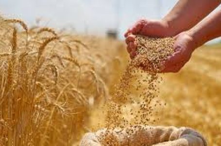 انخفاض تاريخي لواردات القمح في مصر بالربع الأول من 2025