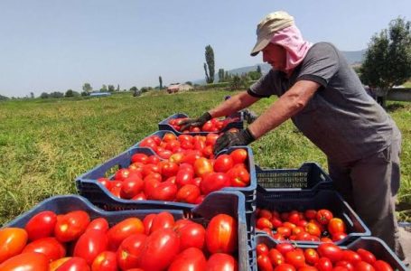 قفزة قوية في صادرات الطماطم المصرية إلى البحرين بنسبة 50%