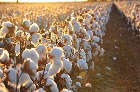 أصناف جديدة من القطن المصري تحقق طفرة في الإنتاج وتوفير المياه